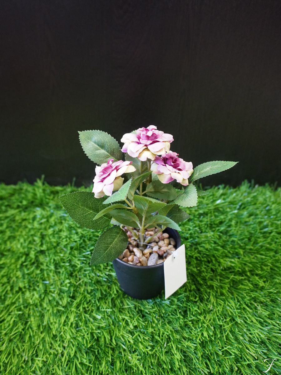 Gardenia Grace Bloom