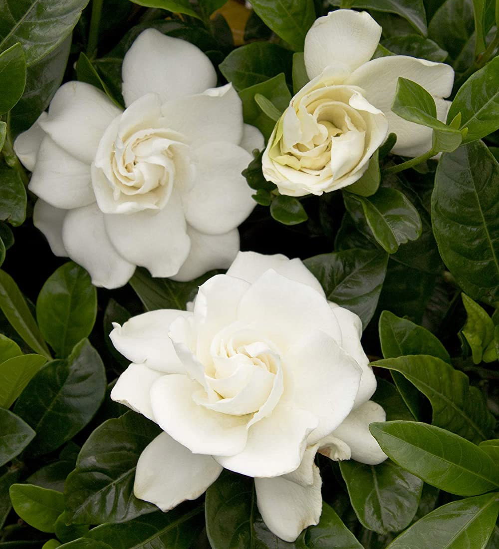 Beautiful Indoor Plant