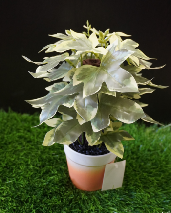 Canariensis Glow Charm