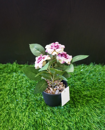 Gardenia Grace Bloom